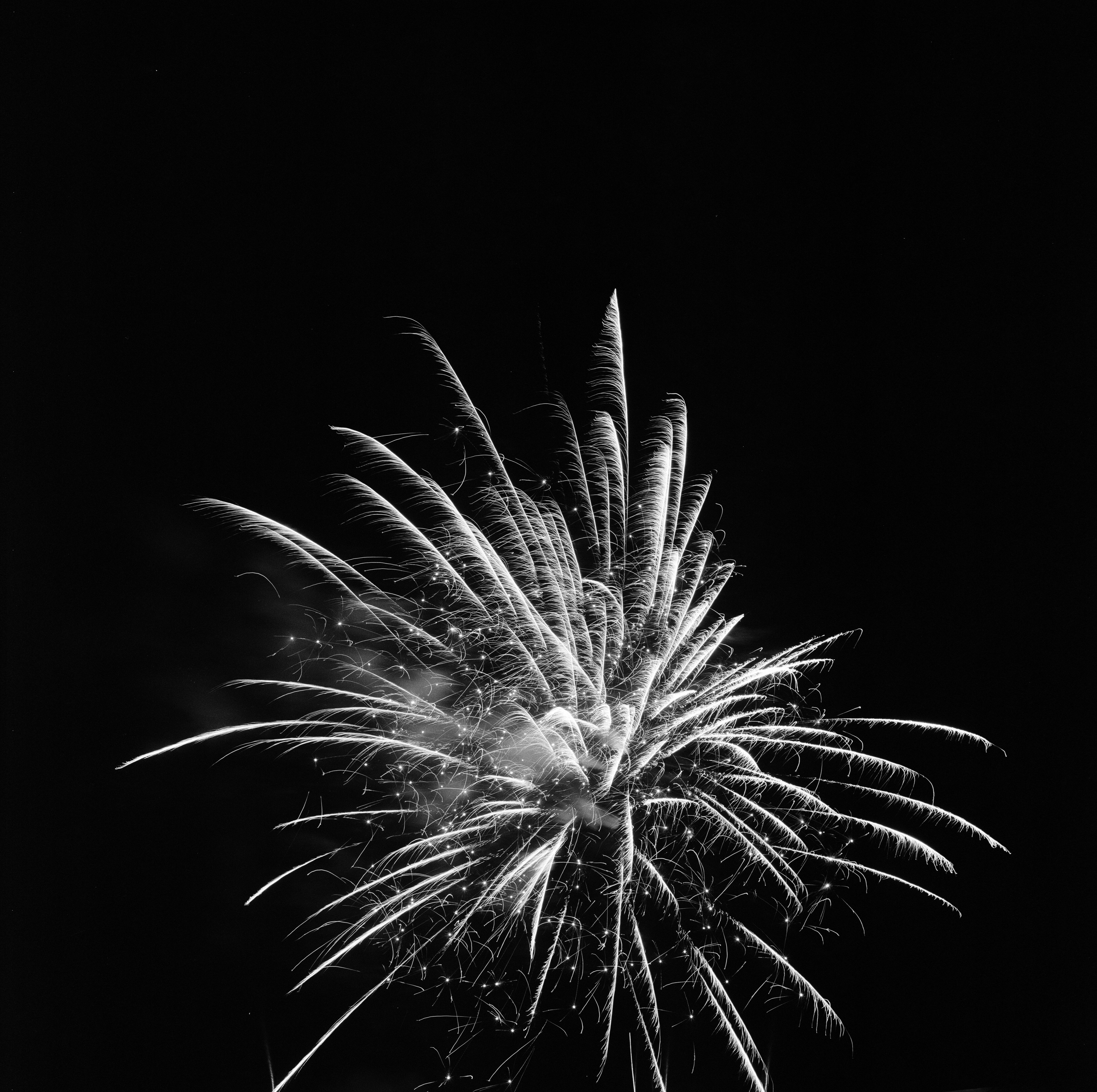 ハナビ (Hanabi), photograph 1