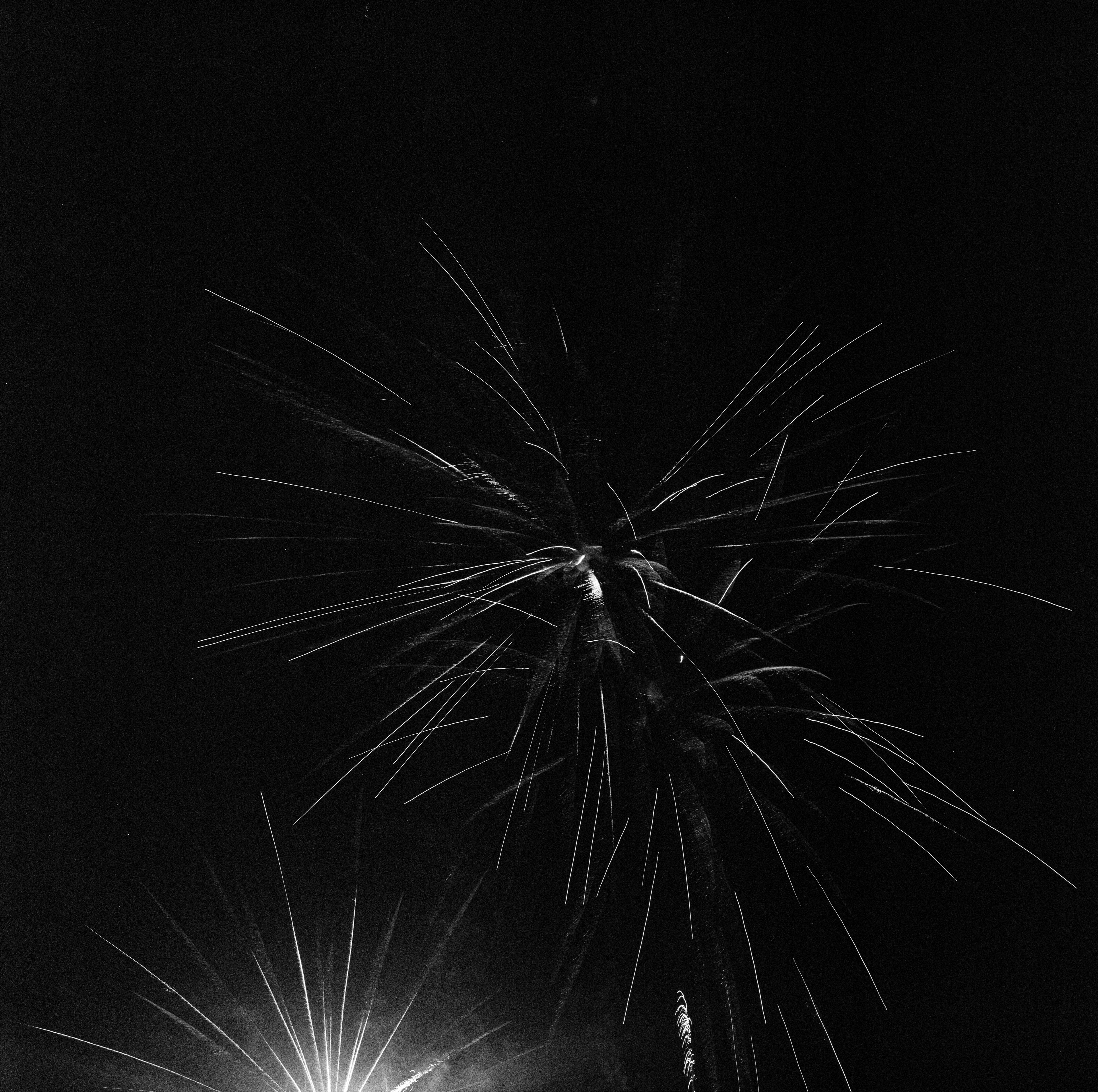 ハナビ (Hanabi), photograph 3